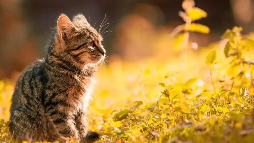 Een kitten met streepjes die in het gras zit.